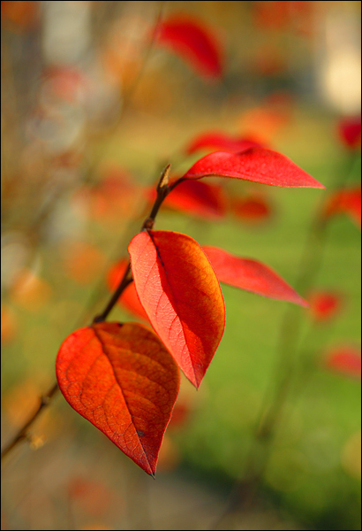 photo "Autumn etude" tags: landscape, macro and close-up, autumn