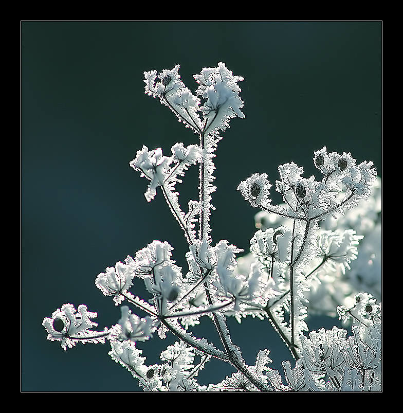 photo "Ice" tags: nature, macro and close-up, flowers
