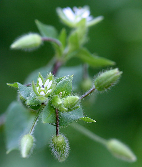 photo "?????" tags: nature, 