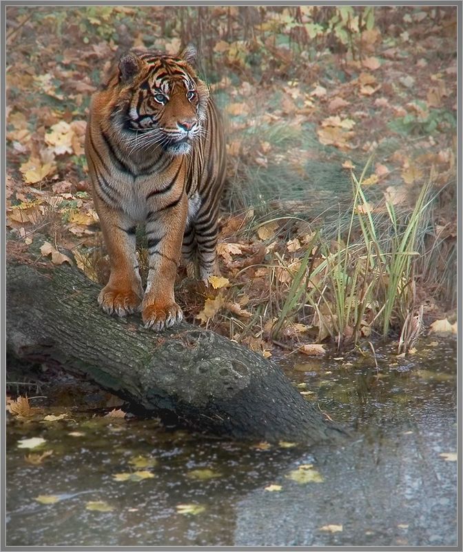 photo "*Expectation at watering place*" tags: nature, landscape, autumn, wild animals