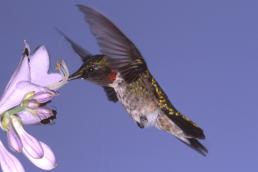 photo "Male Rubythroated Hummingbird" tags: nature, wild animals