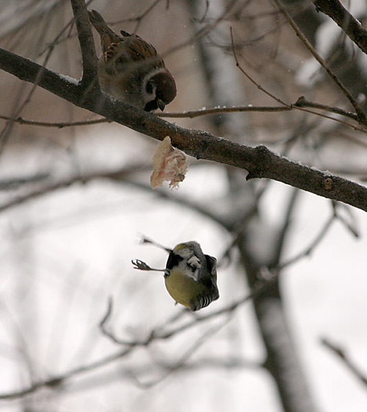 photo "Mum!!!! Hold me!!!!!" tags: nature, humor, 