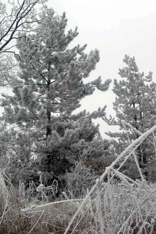 photo "frost 2" tags: genre, landscape, winter