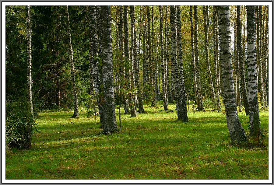 photo "green..." tags: landscape, forest