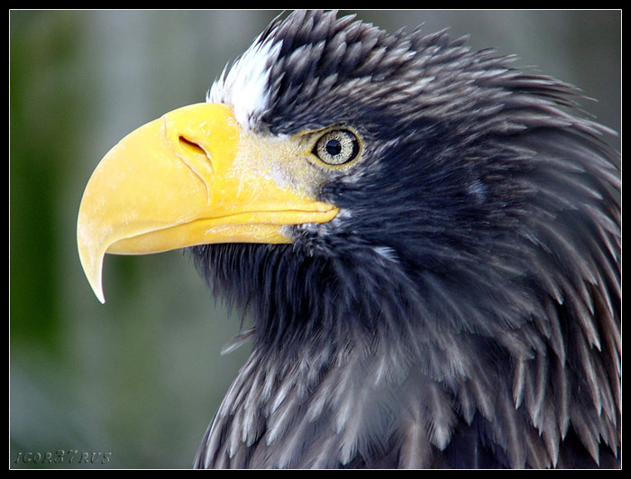 photo "" Sight-3...(See eagle) "" tags: nature, wild animals