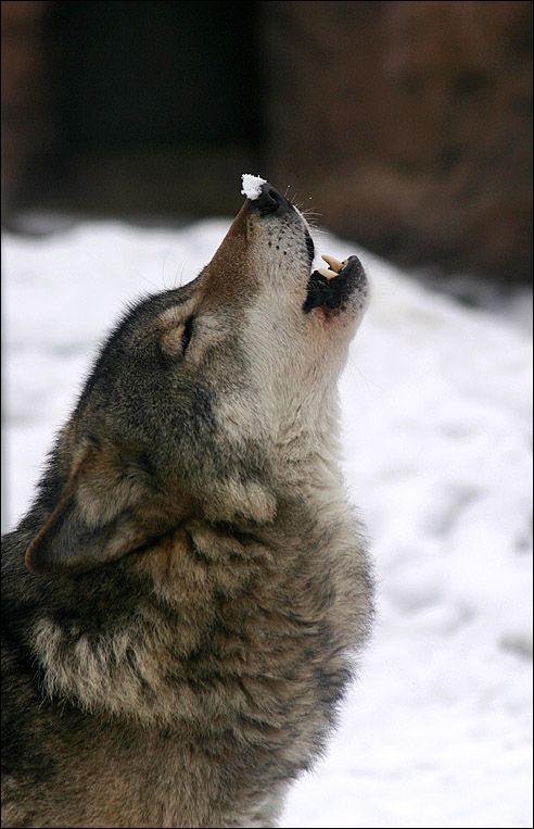 photo "on a snowball)" tags: nature, wild animals