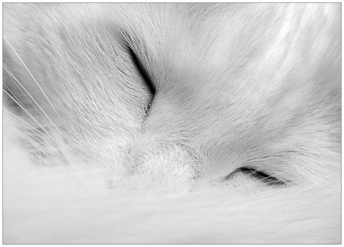 photo "Dreams..." tags: nature, black&white, pets/farm animals