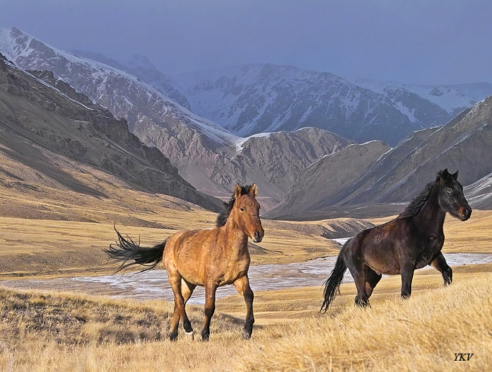 photo "Wild Duo" tags: landscape, mountains