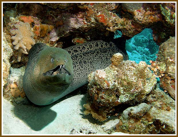 photo "Untitled photo" tags: underwater, 