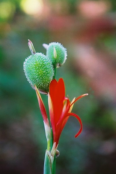 photo "* * *" tags: macro and close-up, nature, flowers