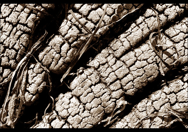 photo "wooden death" tags: abstract, macro and close-up, 