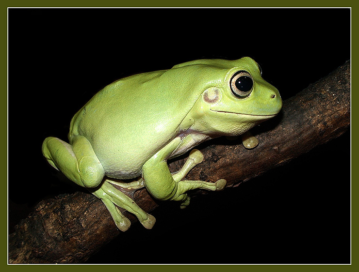 photo "Curious" tags: macro and close-up, nature, wild animals