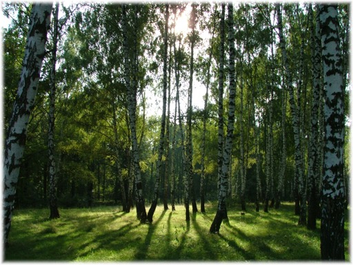 фото "Березовая роща" метки: пейзаж, лес