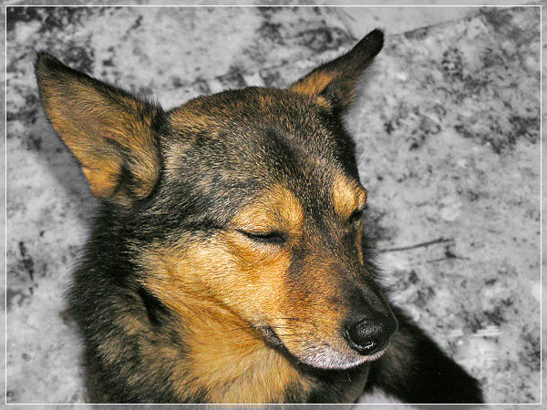 photo "Ah! These photographers..." tags: nature, pets/farm animals