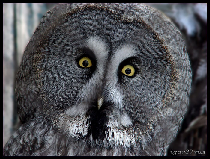 photo ""The Sight-4...(Owl)" tags: nature, wild animals