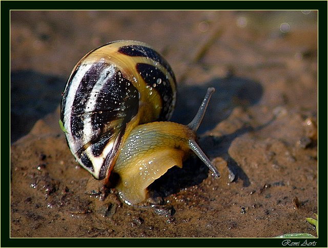 photo "little snail" tags: macro and close-up, 