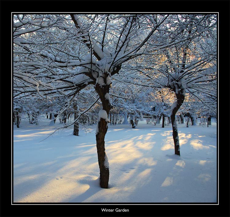 photo "Winter Garden" tags: misc., landscape, winter
