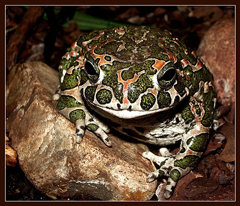 photo "Fighter of special troops" tags: macro and close-up, nature, wild animals