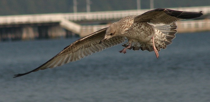 photo "another flight" tags: nature, wild animals