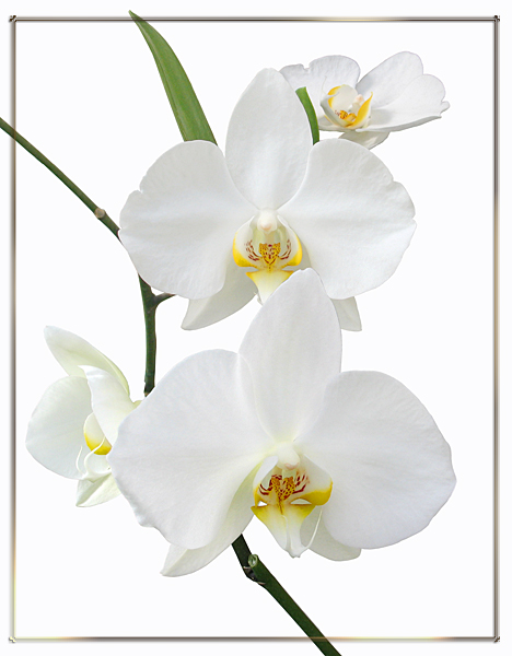 фото "белая орхидея" метки: природа, цветы
