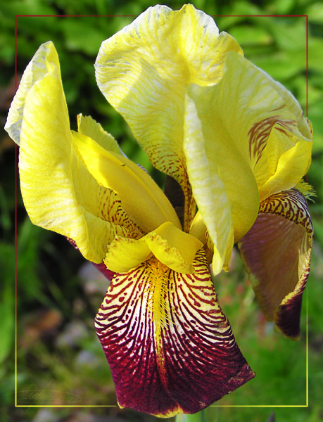 photo "Son of the Sun." tags: nature, macro and close-up, flowers