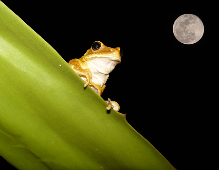 фото "Great night" метки: путешествия, природа, Южная Америка, дикие животные