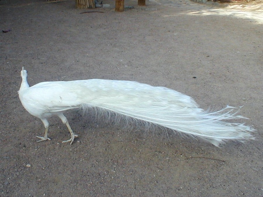 photo "Another White Peacock" tags: nature, 