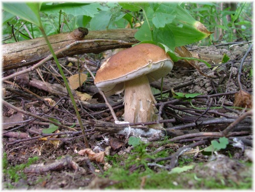 photo "Mushroom" tags: nature, macro and close-up, flowers