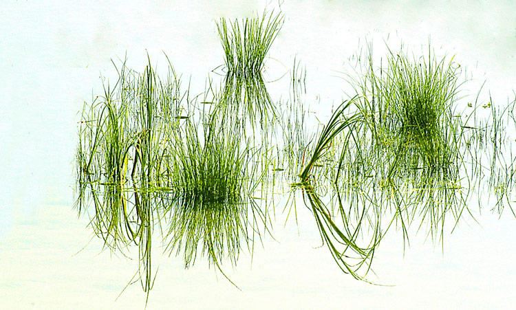 photo "Straws reflections in the water" tags: nature, flowers