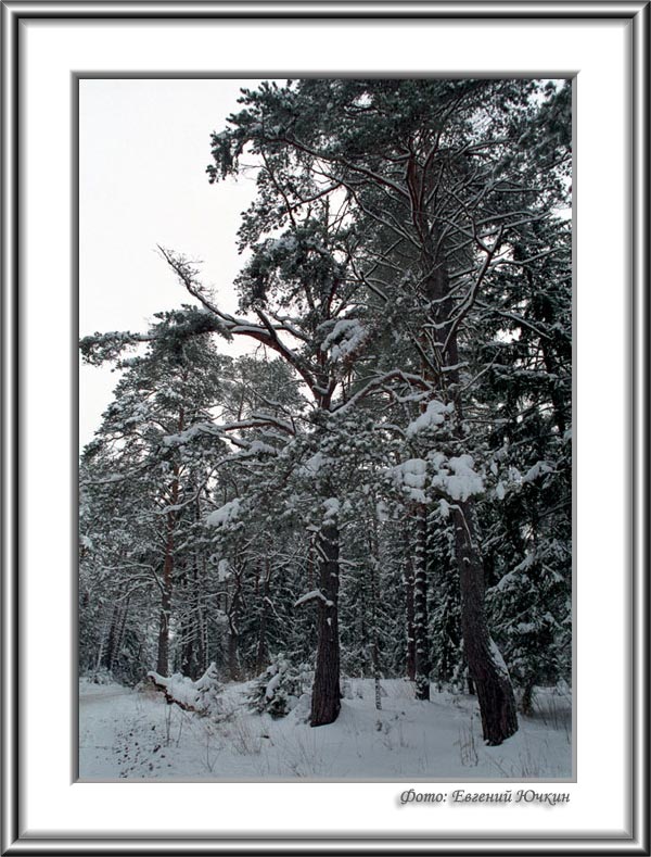 photo "Winter" tags: landscape, forest, winter
