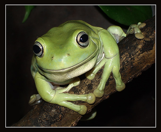 photo "Mona Lisa`s smile" tags: macro and close-up, nature, wild animals