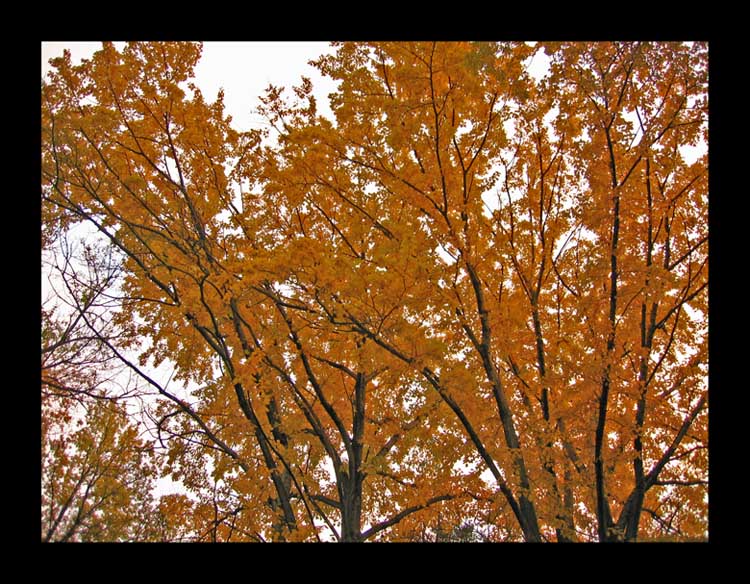 photo "When Autumn Leaves start to fall" tags: landscape, autumn, forest