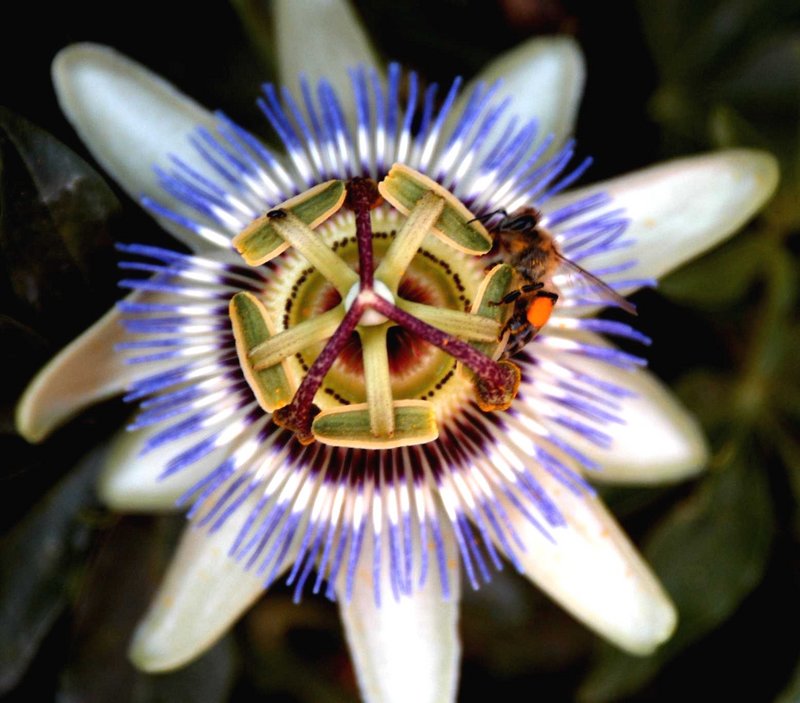 фото "Passie flower" метки: природа, дикие животные, цветы