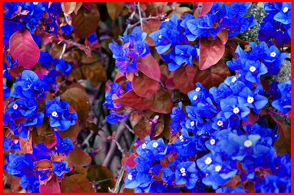 photo "Turn of the season" tags: nature, travel, flowers