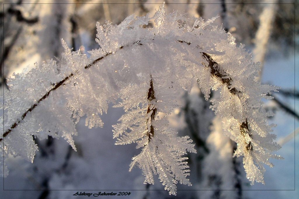 photo "Freezing fairy tale" tags: macro and close-up, nature, 