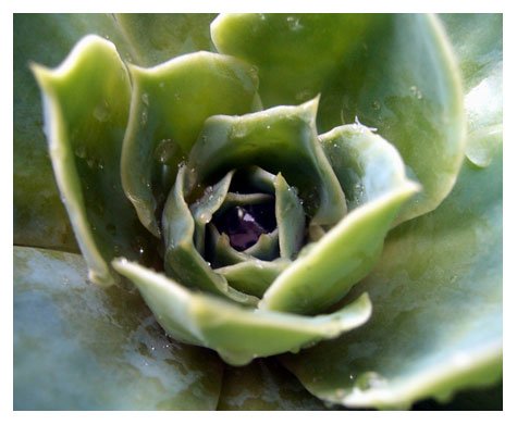 фото "Cactus" метки: макро и крупный план, природа, цветы