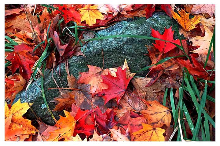 фото "rock and leaf" метки: природа, абстракция, цветы