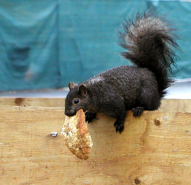 фото ""Хлеб к обеду в меру бери...."" метки: природа, юмор, дикие животные
