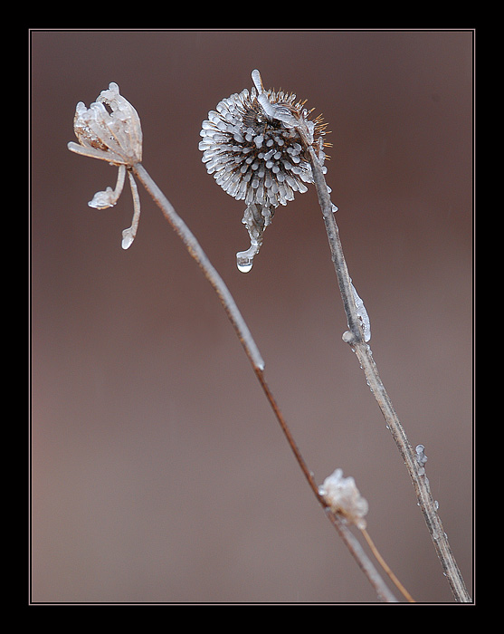 photo "Untitled photo" tags: nature, landscape, flowers, winter