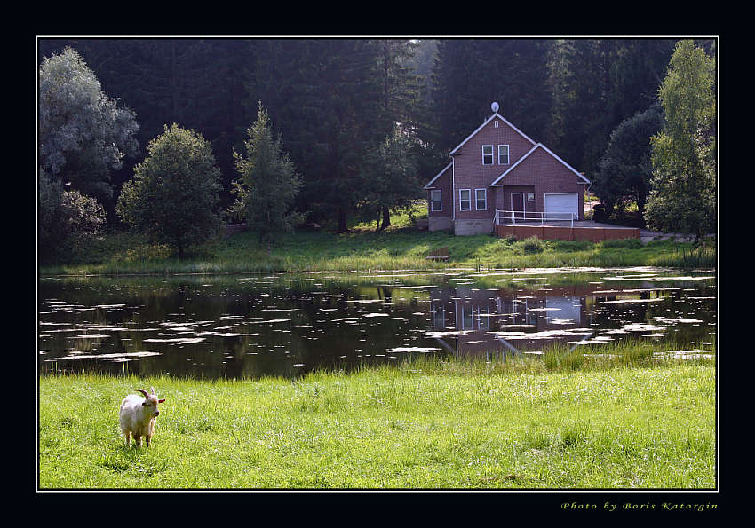 photo "On a coast of a forest pond" tags: landscape, forest, summer