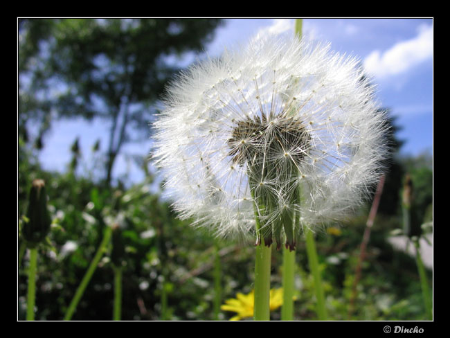 фото "Одуванчик" метки: макро и крупный план, природа, цветы