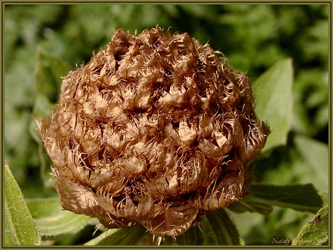 photo "Bronzed" tags: nature, macro and close-up, flowers