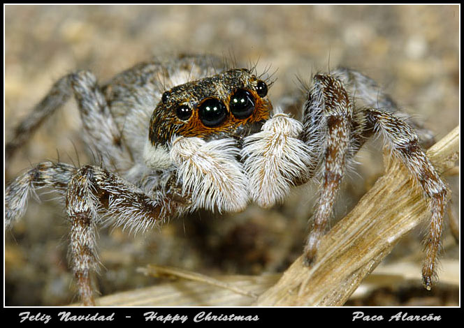 photo "Jumping spider" tags: nature, macro and close-up, insect