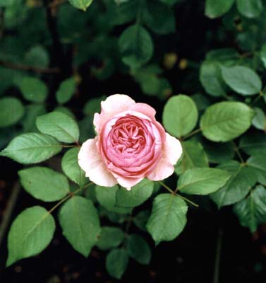 photo "Rose Leaping Salmon" tags: nature, flowers