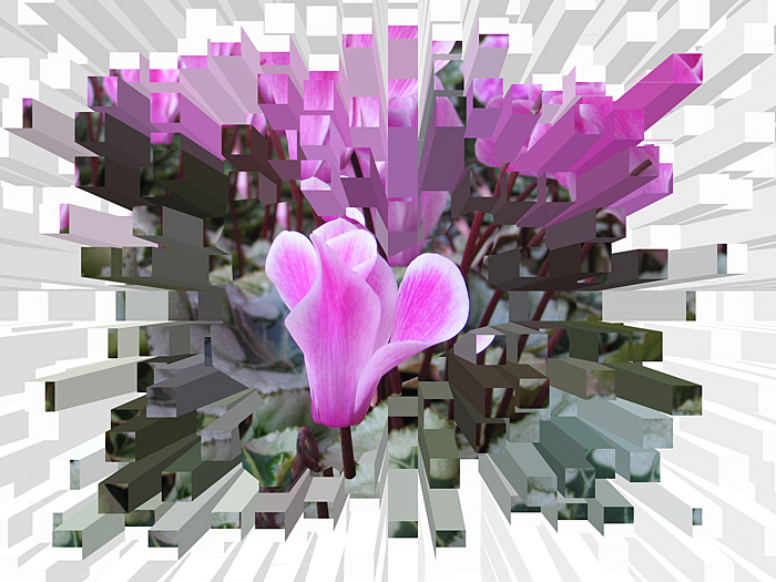 photo "Cyclamen" tags: nature, montage, flowers