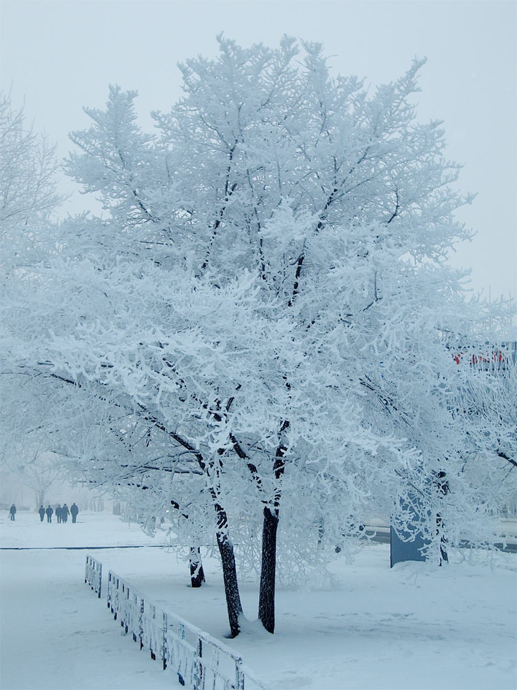 фото "белый" метки: пейзаж, зима