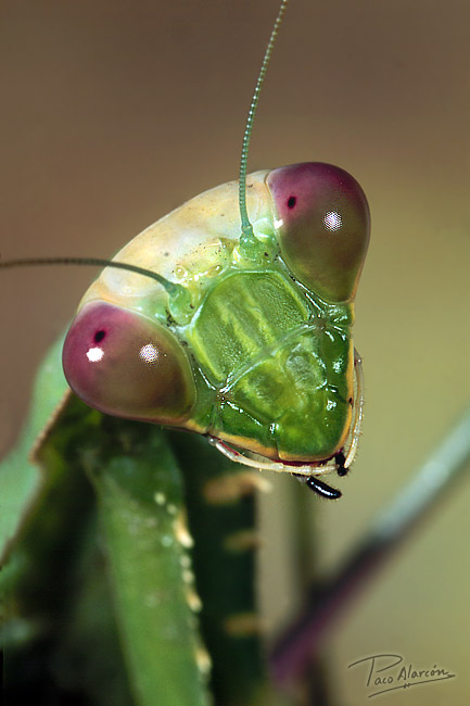 photo "Mantis" tags: nature, macro and close-up, insect