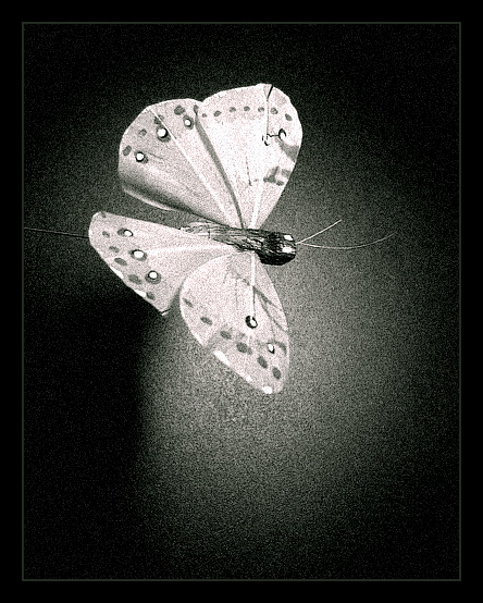 photo "butterfly" tags: nature, black&white, insect