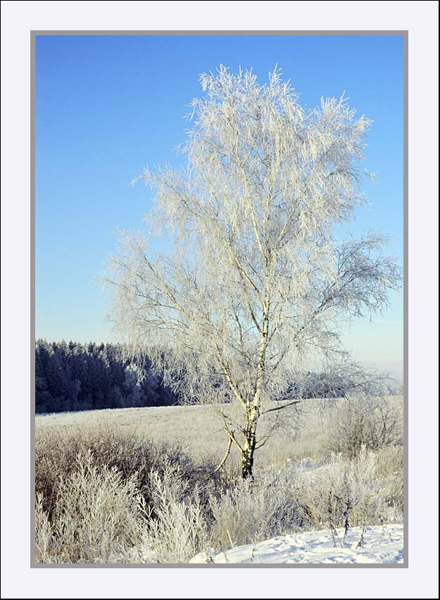 photo "From December" tags: landscape, autumn, forest