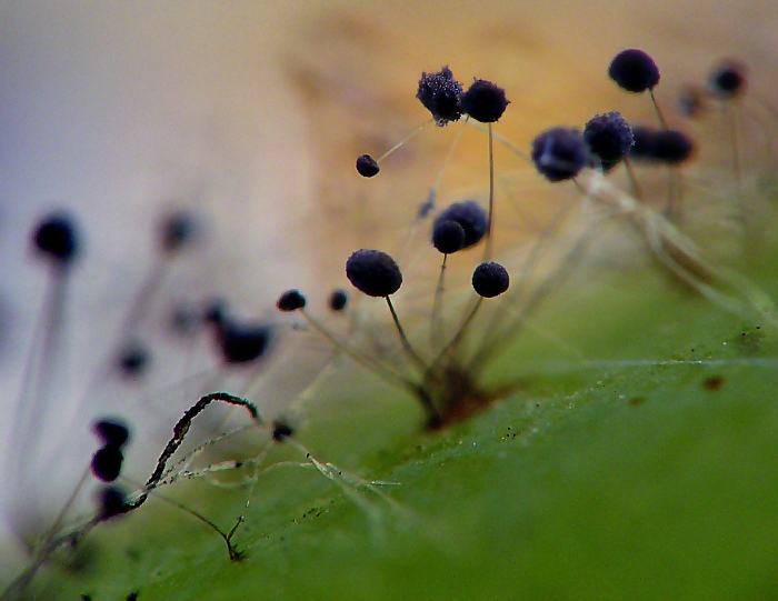 photo "Riddle" tags: macro and close-up, 